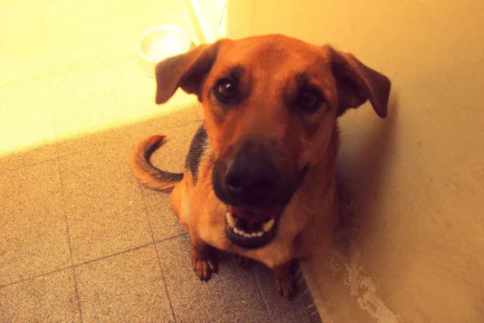 Cachorro ra a Vira-Lata idade 7 a 11 meses nome Paz