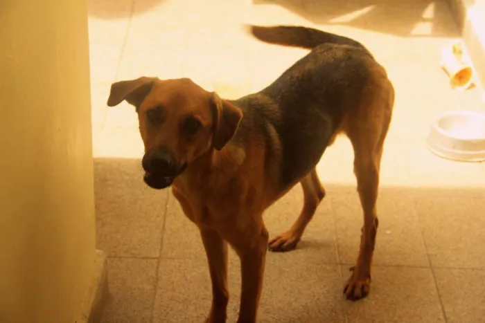 Cachorro ra a Vira-Lata idade 7 a 11 meses nome Paz