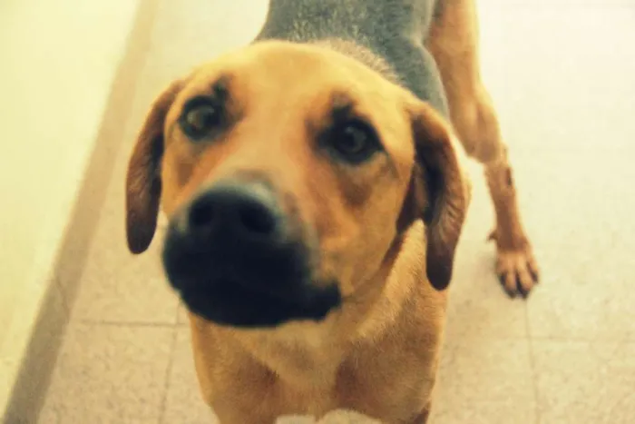 Cachorro ra a Vira-Lata idade 7 a 11 meses nome Paz