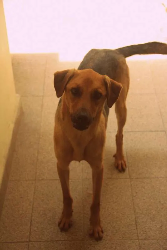 Cachorro ra a Vira-Lata idade 7 a 11 meses nome Paz
