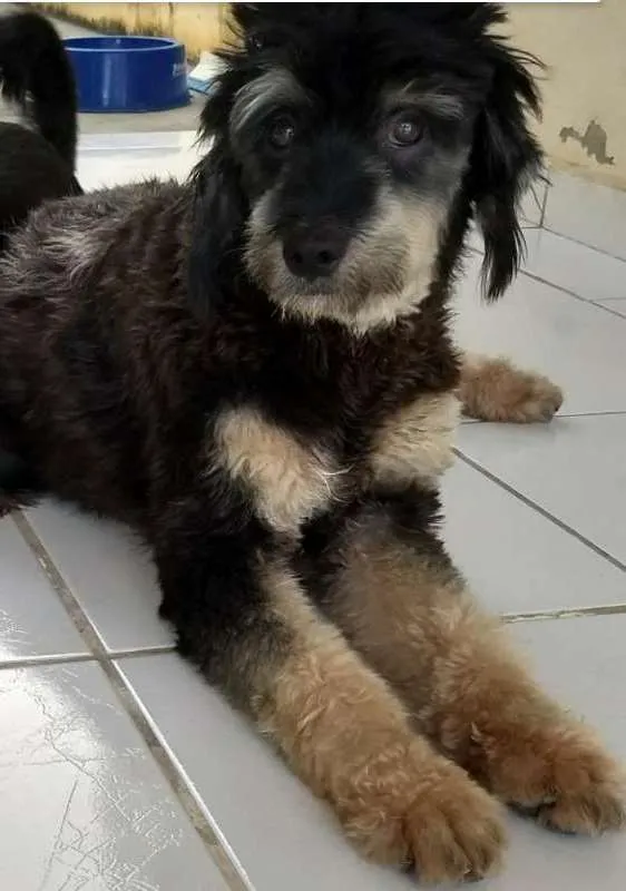 Cachorro ra a Mestiço idade 3 anos nome Vivi