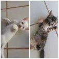 Daenerys e Cersei