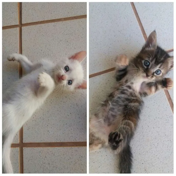 Gato raça sem raça idade Abaixo de 2 meses nome Daenerys e Cersei