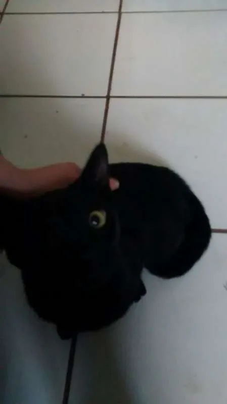 Gato ra a SRD idade 2 a 6 meses nome Pirata