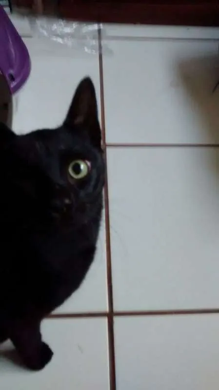 Gato ra a SRD idade 2 a 6 meses nome Pirata