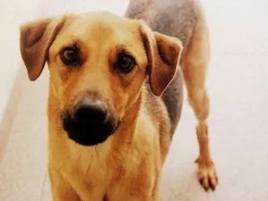 Cachorro raça Vira-Lata idade 7 a 11 meses nome Paz