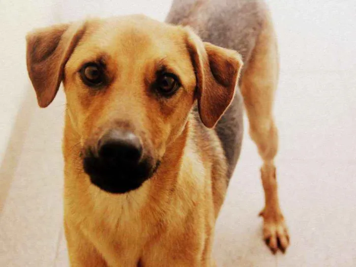 Cachorro ra a Vira-Lata idade 7 a 11 meses nome Paz