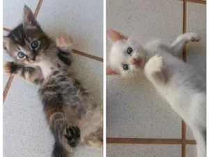 Gato raça sem raça idade Abaixo de 2 meses nome Daenerys e Cersei