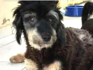 Cachorro raça Mestiço idade 3 anos nome Vivi