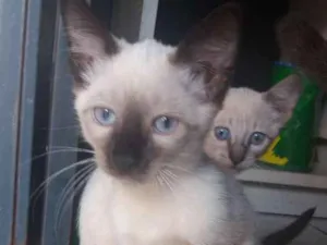 Gato raça Branco idade 2 a 6 meses nome A sua escolha
