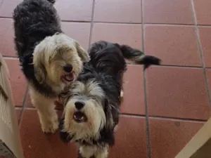 Cachorro raça Mestiços( parecem) Shep Dog idade 2 anos nome Valentino e Vitória 