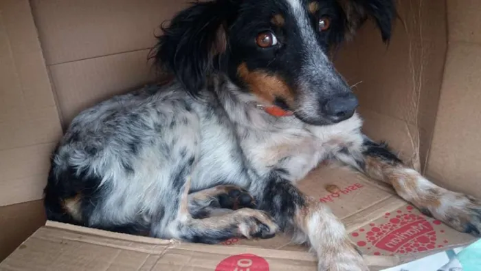 Cachorro ra a SRD idade 1 ano nome Lily