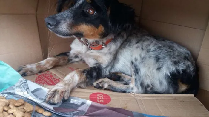 Cachorro ra a SRD idade 1 ano nome Lily