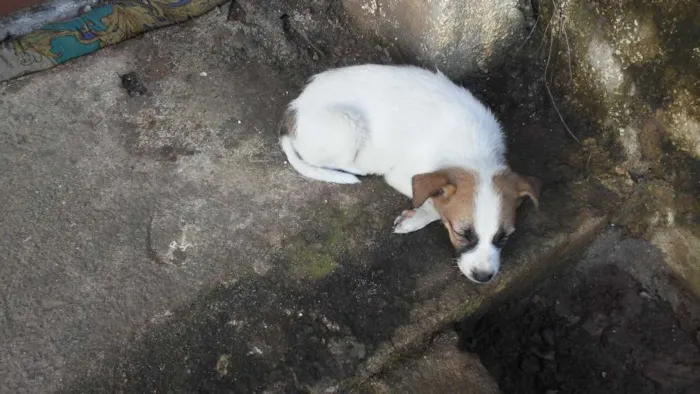 Cachorro ra a Idefinida idade Abaixo de 2 meses nome Não tem nome