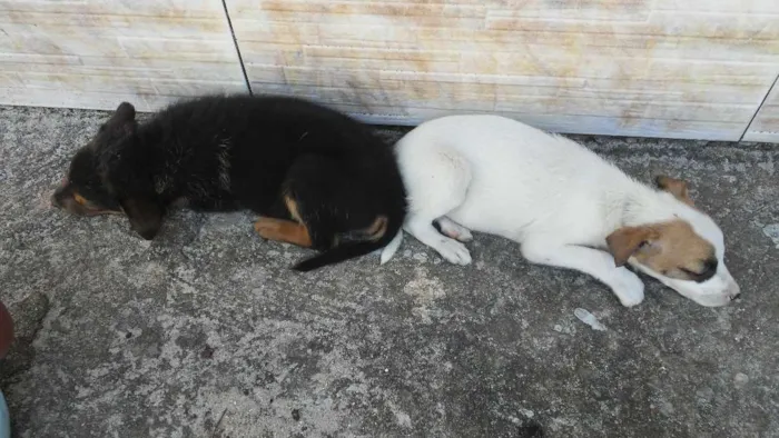 Cachorro ra a Idefinida idade Abaixo de 2 meses nome Não tem nome