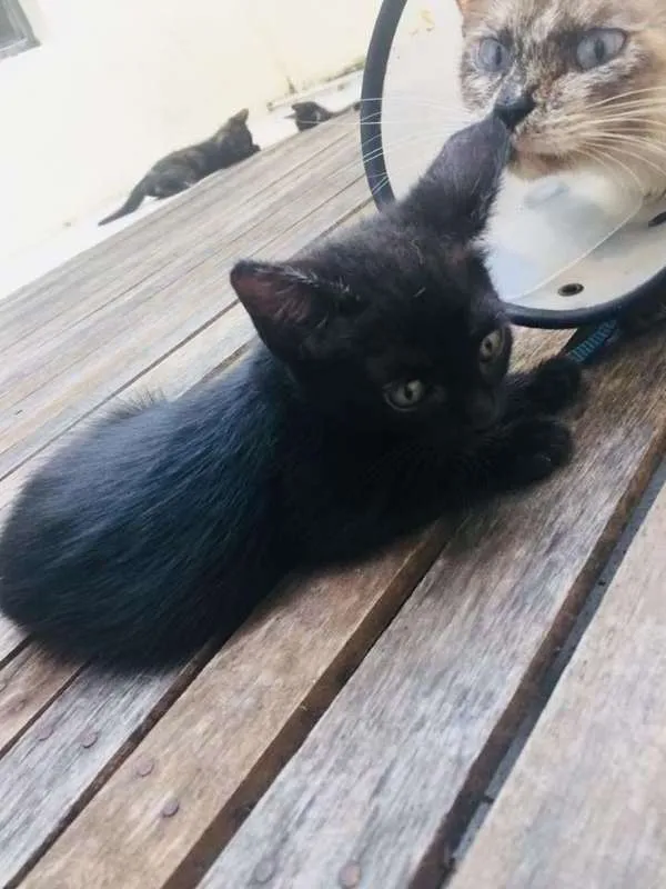 Gato ra a Gatos idade Abaixo de 2 meses nome Gatinhas