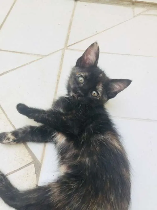 Gato ra a Gatos idade Abaixo de 2 meses nome Gatinhas