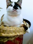 Cissa