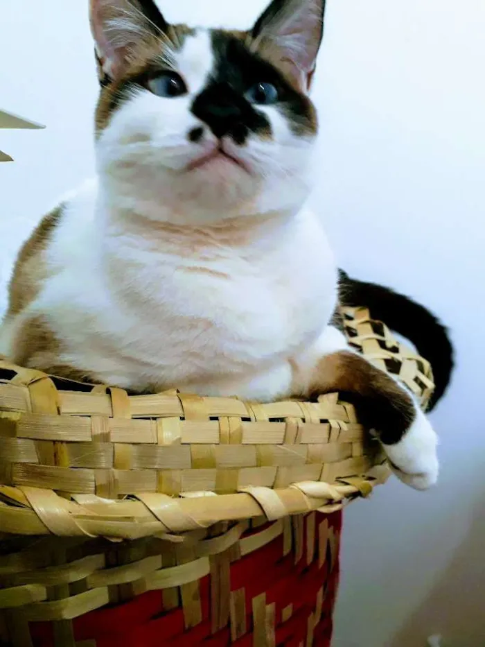 Gato ra a  idade 1 ano nome Cissa