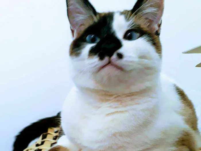Gato ra a  idade 1 ano nome Cissa
