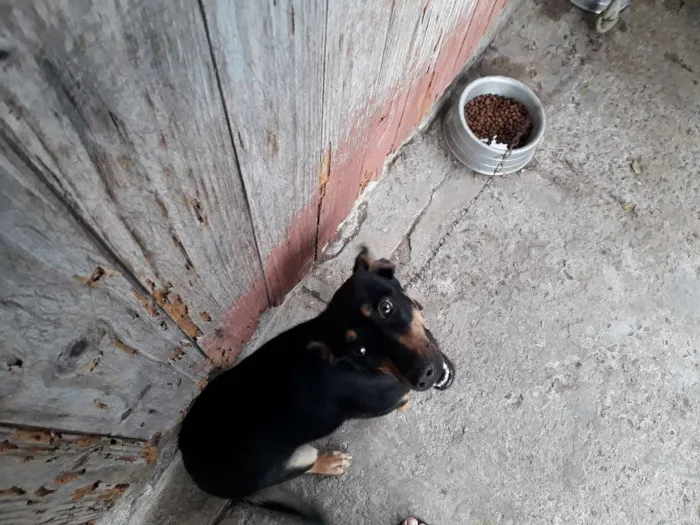 Cachorro ra a Vira-Lata idade 1 ano nome Itchi