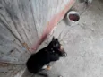 Itchi