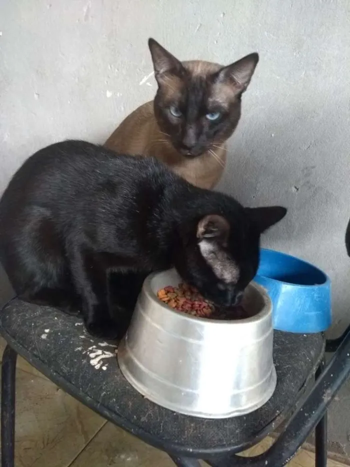 Gato ra a Siamês e vira lata idade 1 ano nome Iuni e Gael