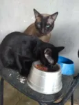 Iuni e Gael