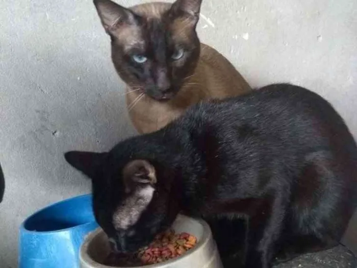 Gato ra a Siamês e vira lata idade 1 ano nome Iuni e Gael