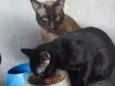 Iuni e Gael