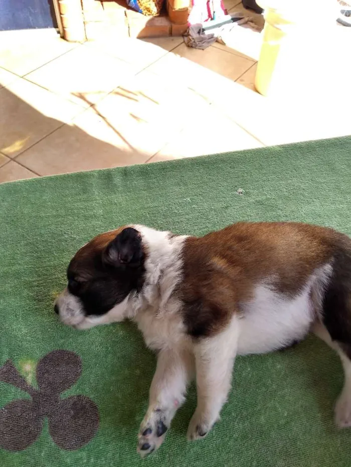 Cachorro ra a Indefinida idade Abaixo de 2 meses nome Recém nascidos 