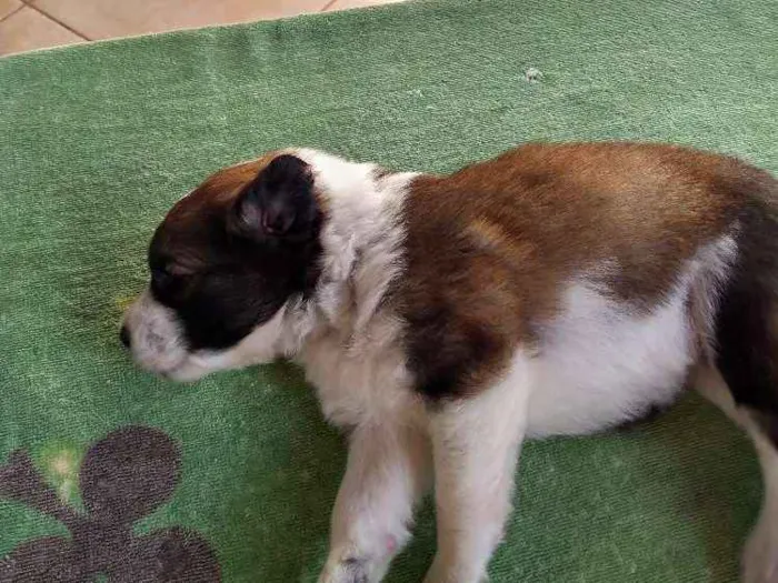 Cachorro ra a Indefinida idade Abaixo de 2 meses nome Recém nascidos 