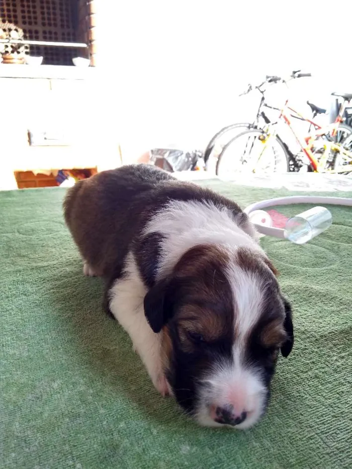 Cachorro ra a Indefinida idade Abaixo de 2 meses nome Recém nascidos 