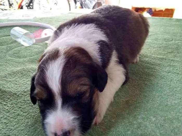 Cachorro ra a Indefinida idade Abaixo de 2 meses nome Recém nascidos 