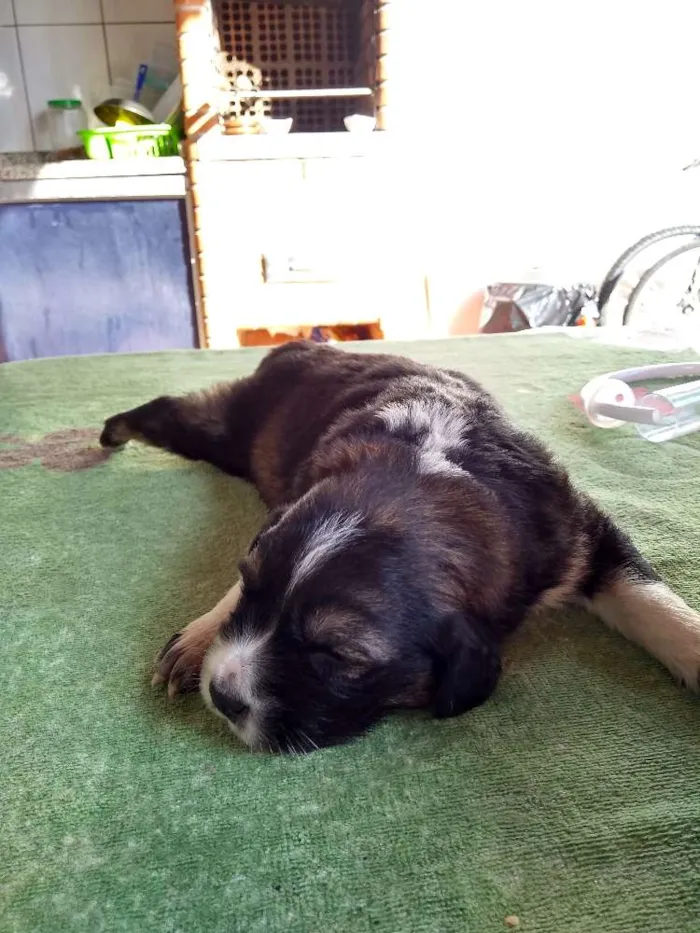 Cachorro ra a Indefinida idade Abaixo de 2 meses nome Recém nascidos 