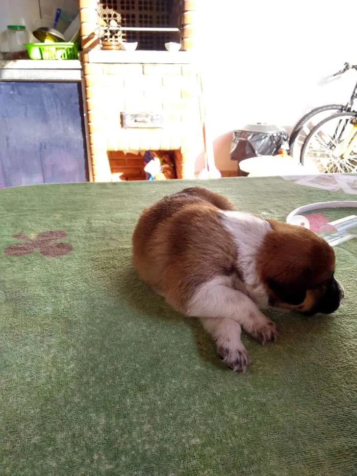 Cachorro ra a Indefinida idade Abaixo de 2 meses nome Recém nascidos 