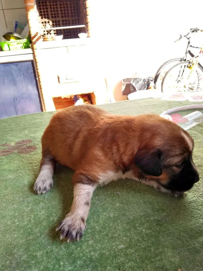 Cachorro ra a Indefinida idade Abaixo de 2 meses nome Recém nascidos 