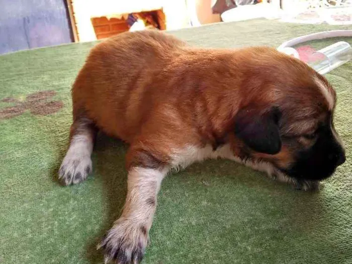Cachorro ra a Indefinida idade Abaixo de 2 meses nome Recém nascidos 