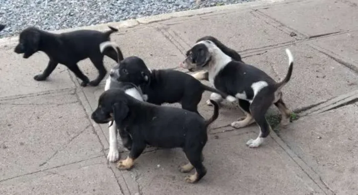 Cachorro ra a vira-lata idade Abaixo de 2 meses nome ainda nao tem nome