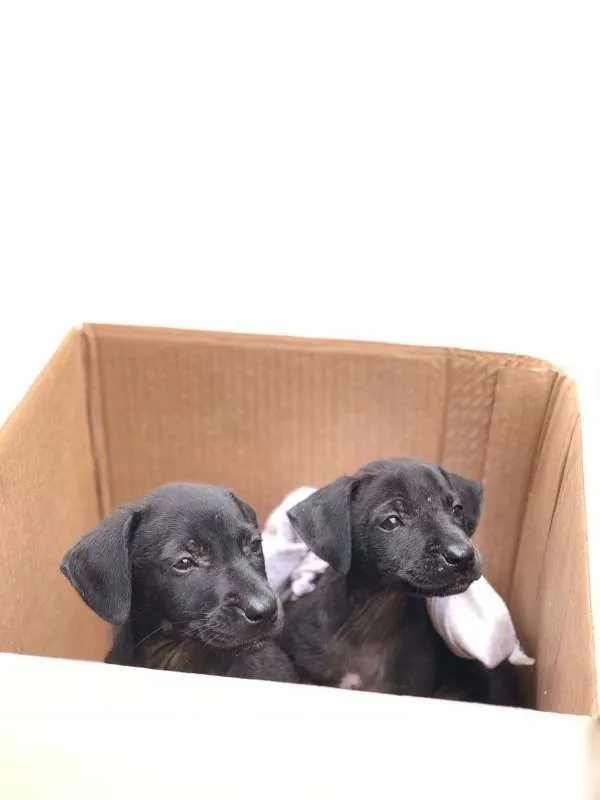 Cachorro ra a vira-lata idade Abaixo de 2 meses nome ainda nao tem nome