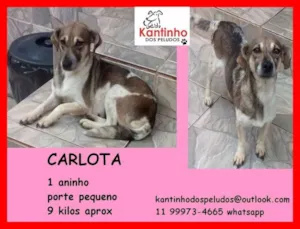 Cachorro raça  idade 1 ano nome Carlota Pequenina