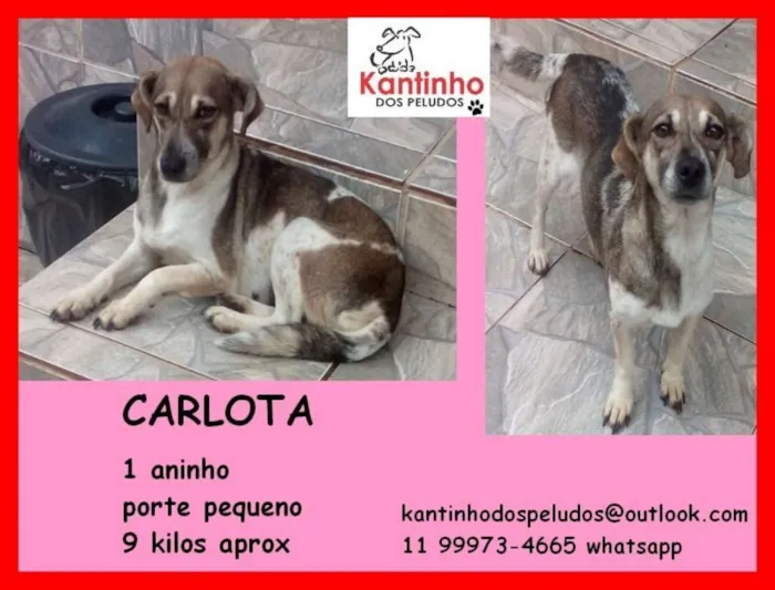 Cachorro ra a idade 1 ano nome Carlota Pequenina