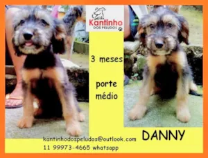 Cachorro raça  idade 2 a 6 meses nome Danny Bebezinha