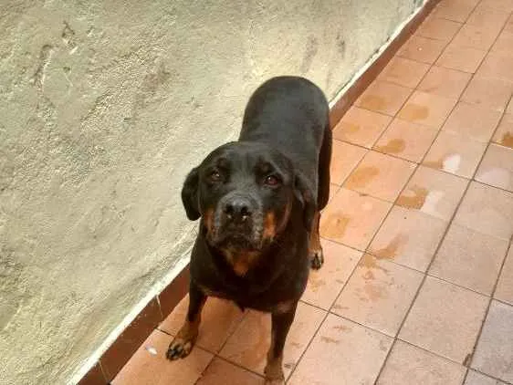 Cachorro ra a Rotwailler idade 5 anos nome Pandora