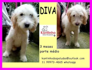 Cachorro raça  idade 2 a 6 meses nome Diva Bebezinha