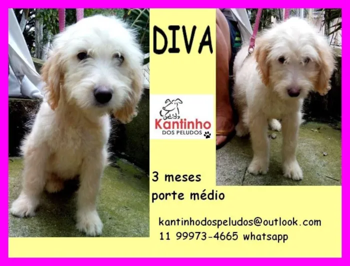 Cachorro ra a  idade 2 a 6 meses nome Diva Bebezinha