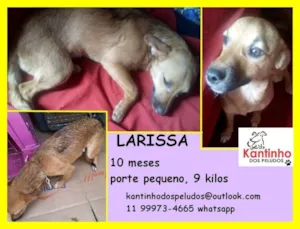 Cachorro raça  idade 7 a 11 meses nome Larissa Filhote