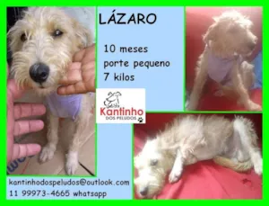 Cachorro raça  idade 7 a 11 meses nome Lázaro Filhote