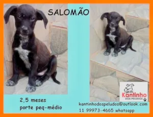 Cachorro raça  idade 2 a 6 meses nome Salomão Bebezinho