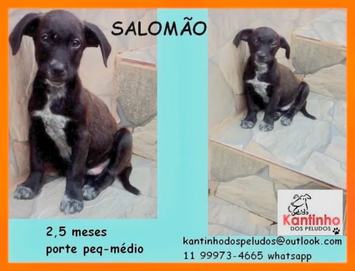 Cachorro ra a idade 2 a 6 meses nome Salomão Bebezinho
